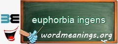 WordMeaning blackboard for euphorbia ingens